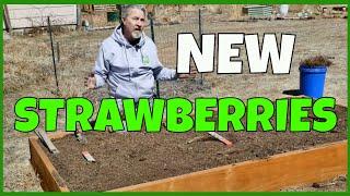 Strawberry Planting 101 (How to Plant Bare Root Plants)