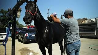 bathing the horse ,bañando al caballo #horse #caballo #compton #richlandfarms