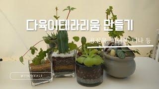 지니힐즈 라이브 : ) 다육이 테라리움 만들기 (feat. 티나,  피쉬본, 백도선, 미니알로에, 용신목, 하트아이비)