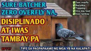 ALL IN 1 TIPS SA PAGPAPA-BATCHER AT PAG DIDISIPLINA SA MGA YB NA KALAPATI | ZERO OVERFLY AT TRAPPING