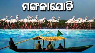 Mangalajodi  Bird's   Sanctuary | Migratory Birds | Chilika Lake |