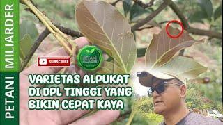 VARIETAS ALPUKAT DI DPL TINGGI YANG BIKIN CEPAT KAYA || PETANI MILIARDER