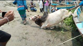 Cow injury | Cow Unloading at Hazratpur Para Gram Haat | Cow Video part 140