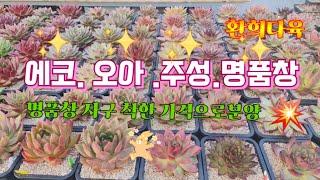 #환희다육 #자구분양 #명품#에코. 오아 주성#다육판매 #매니아