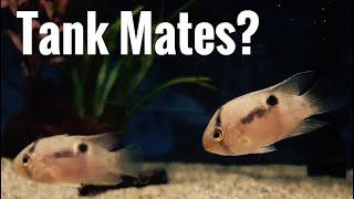 Top 5 Tank Mates for Keyhole Cichlid