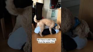 I can’t believe this  #funny #dog #puppy