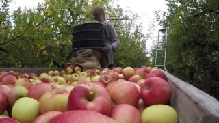 Apple picking New-Zealand