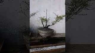 Bonsai Cucur Atap (Ujung Atap)(3)