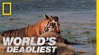 Tiger vs. Deer | World's Deadliest