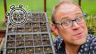 The Secret to Healthy Seedlings  How to Transplant Them