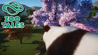 Planet Zoo Giant Panda | Zoo Tales | Mockumentary