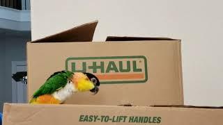 Izzy, the Caique, hopping on a box!!