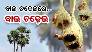 #SpecialReport : ବାଇ ଚଢେଇରେ...ବାଇ ଚଢେଇ..|| Sparrow Conservation || Bird Lover || 4G Rediation || OR