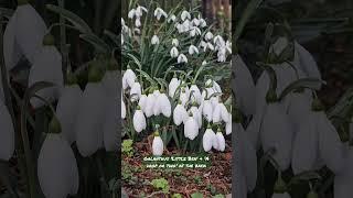 Two beautiful snowdrops: 'Little Ben' & 'A drop or two'