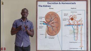 27. The Kidney Biology Form 2