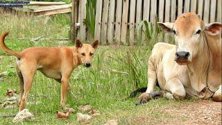 Amazing!! Rural Dog and Bull Warmly Welcome to Us In Front of Their House / Awesome Rural Do....