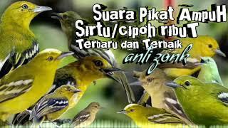 suara pikat burung sirtu/cipoh ribut paling ampuh terbaru | suara pikat burung sirtu/cipoh anti zonk