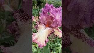 Выставка ирисов в никитском саду #ирисы #выставка #ирис #никитский сад #нбс