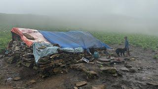 Best Life in The Nepali Himalayan Sheep Shepherd During The Rainy Season | How To Living in Highland