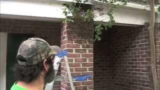 Huge Honey Bee Swarm On Brick Column