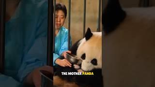 Why Zookeeper steals Baby Panda 