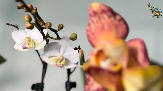 ОРХОболтавня , орхидейки готовятся к летнему цветению  #phal #orchid #орхомания #цветениеорхидей