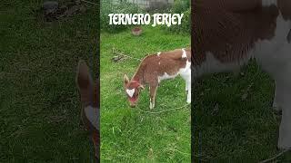 ternero jersey #short #terneros #jersey #cuteanimals