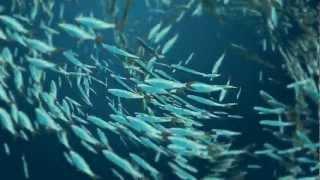 Forage Fish Key to a Healthy Ocean Food Web | Pew