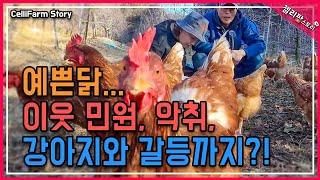 닭 키우기 전, 꼭 생각해 봐야 할 7가지 현실 귀여워서 키웠다가 멘붕… 닭 키우기 현실 공개!