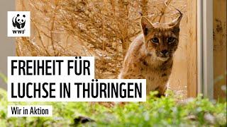 Luchsauswilderung: Zwei Luchse werden in Thüringen freigelassen.