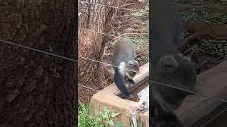 syke monkeys doing what they do best #trending #animal #nature #youtubeshorts #kenyanyoutuber