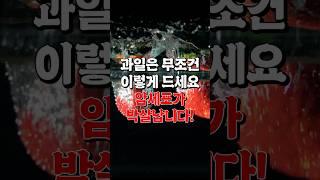 과일은 무조건 이렇게 드세요 암세포가 박살납니다!