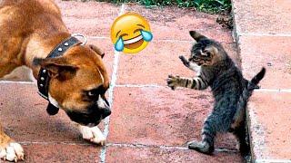 Funny Dogs And Cats Videos 2024  - Best Funniest Animal Videos Of The week #180