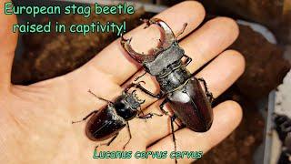 The European stag beetle raised at home! (Lucanus cervus cervus)