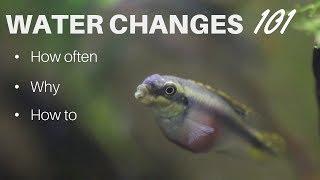 Water Changes: How often, Why and How to