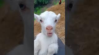 Baby cow vs. goat sound ️ #short #goat #cow #animals #sound #viralshorts #viralvideo #viralvideo