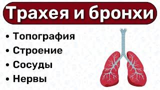 Трахея и бронхи АНАТОМИЯ: строение трахеи, строение бронхов, топография трахеи