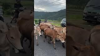 Rush hour in West Sumatra  #indonesia