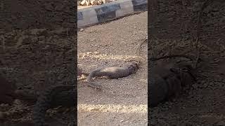 Snake vs Mongoose! You won’t believe what happened in the end #snake #mongoose #animalvsanimal