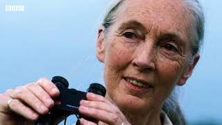 Human behaviour is to blame for coronavirus - Jane Goodall