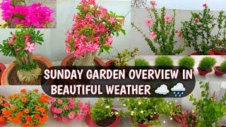 SUNDAY GARDEN OVERVIEW | BEAUTIFUL FLOWERS BLOOMING IN BEAUTIFUL WEATHER ️️