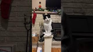 Our Cat Loves Perching Atop This Durable Scratching Post!