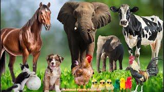 Collection of Land Animal: Elephant, Cat, Cow, Horse, Dog - Animal Paradise