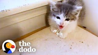Tiny Feral Kittens Learn To Accept Love | The Dodo