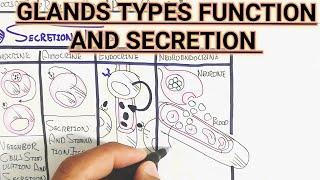 Glands Types Function And Secretion @umerfarooqbiology7083