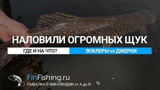 Трофейная рыбалка в Финляндии (где и на что). Крупнейшие щуки этого сезона.