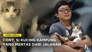 Si Kucing Kampung yang Beruntung di Ibu Kota