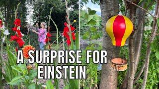 A SURPRISE FOR EINSTEIN! / ALLOTMENT GARDENING UK