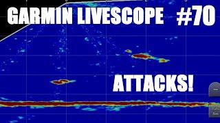 #70 Garmin Panoptics Livescope Attacks (GPSMAP / GLS10 / LVS32)