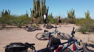 Exploring the Cardon Cactus Forest